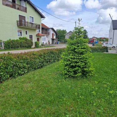 Orezivanje živice od fotinije 2025