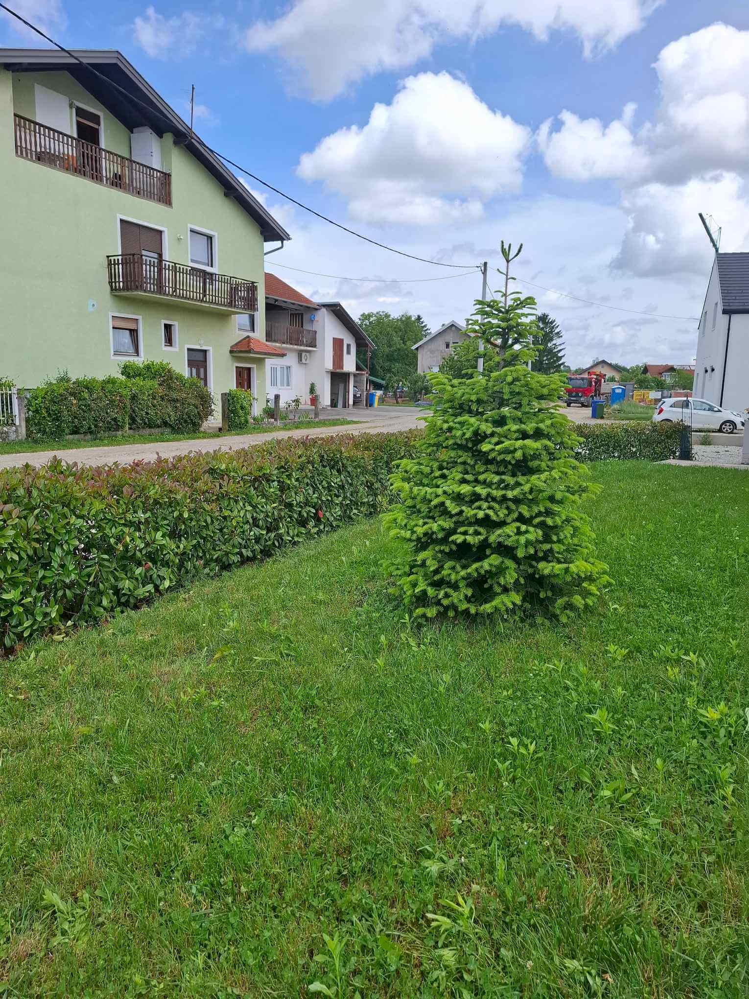 Orezivanje živice od fotinije 2025