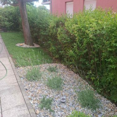 Uređeni vrt s travnjakom i ukrasnim grmljem