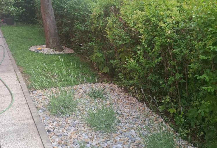 Uređeni vrt s travnjakom i ukrasnim grmljem