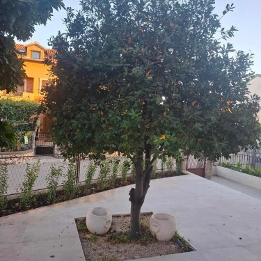 Stablo lovora nakon orezivanja