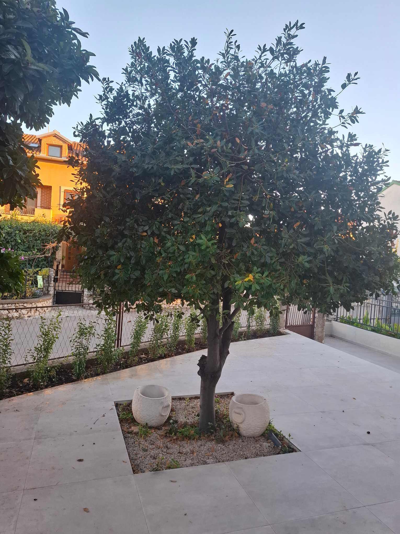 Stablo lovora nakon orezivanja