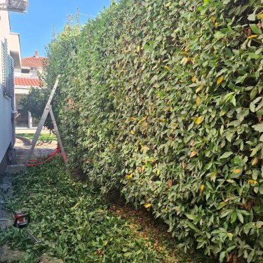 Orezivanje živice od lovora