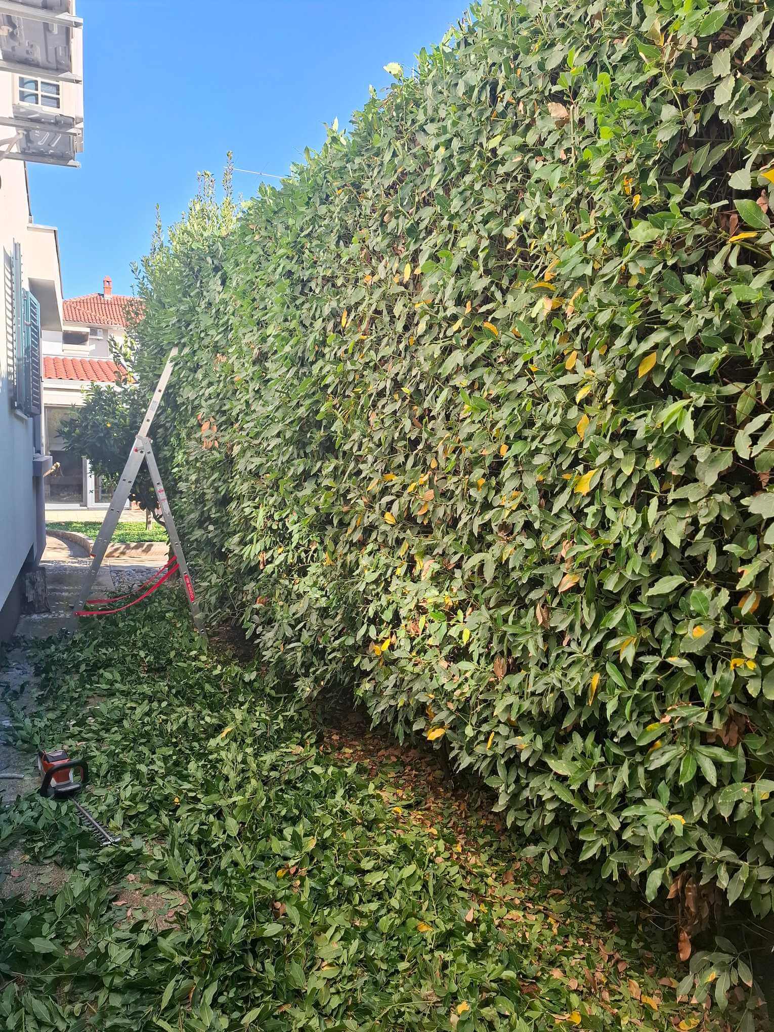 Orezivanje živice od lovora