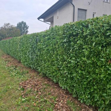 Ošišana živica pogled izvana