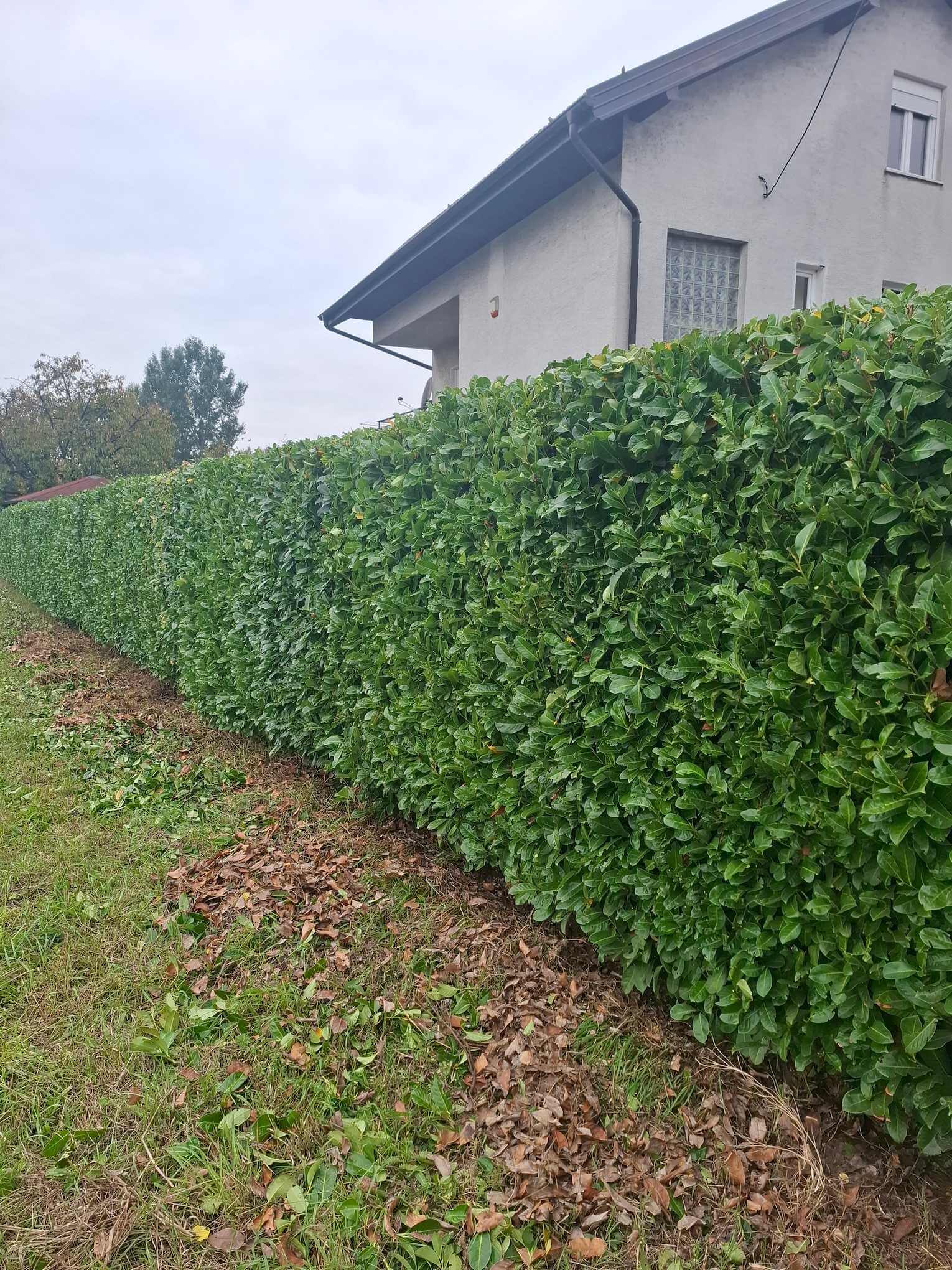 Ošišana živica pogled izvana